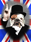 Bulldog