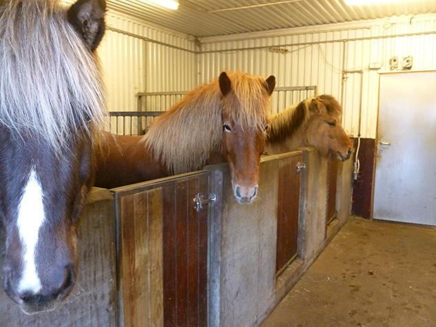 Horses in Iceland