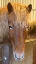 Iceland horse